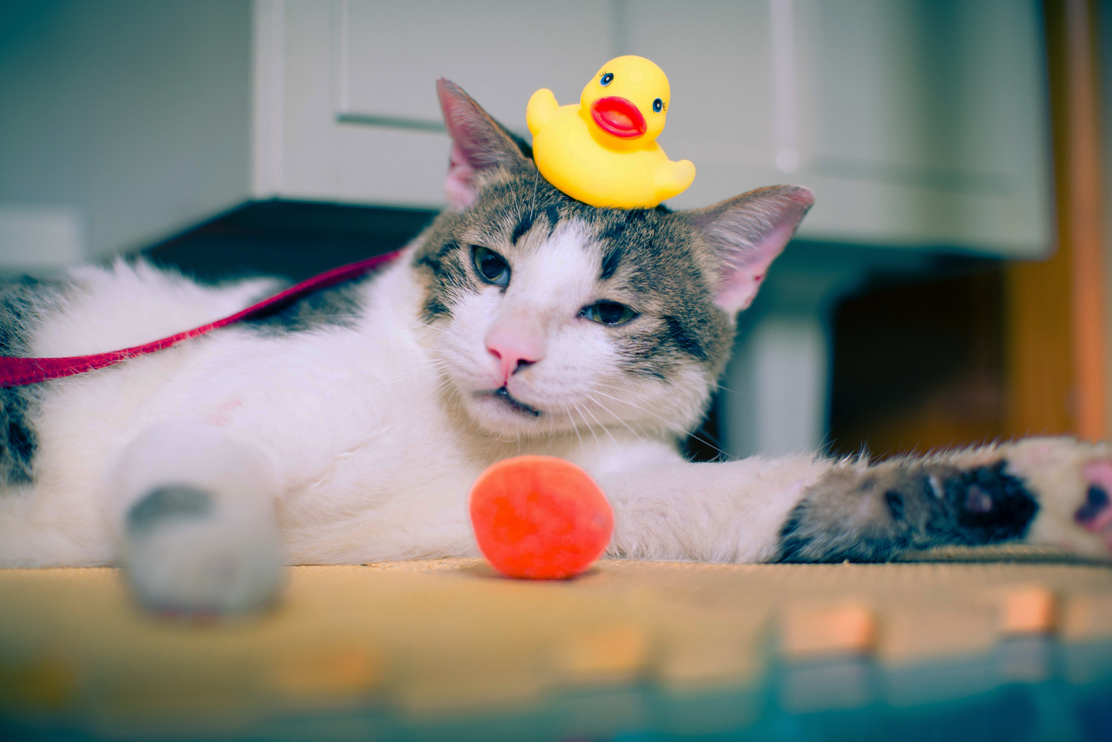 A cat playing with toys with a rubbe rduck on its head