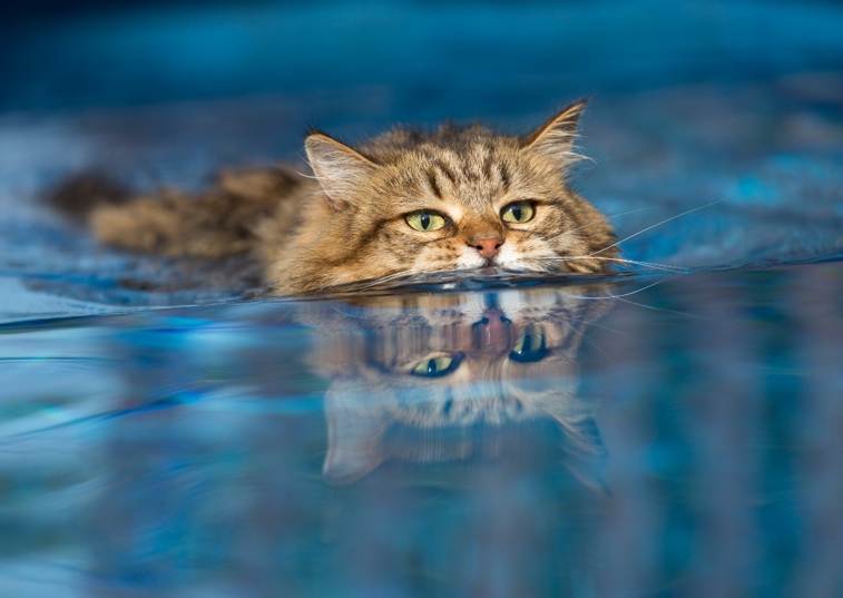 Cat swimming in water with reflection