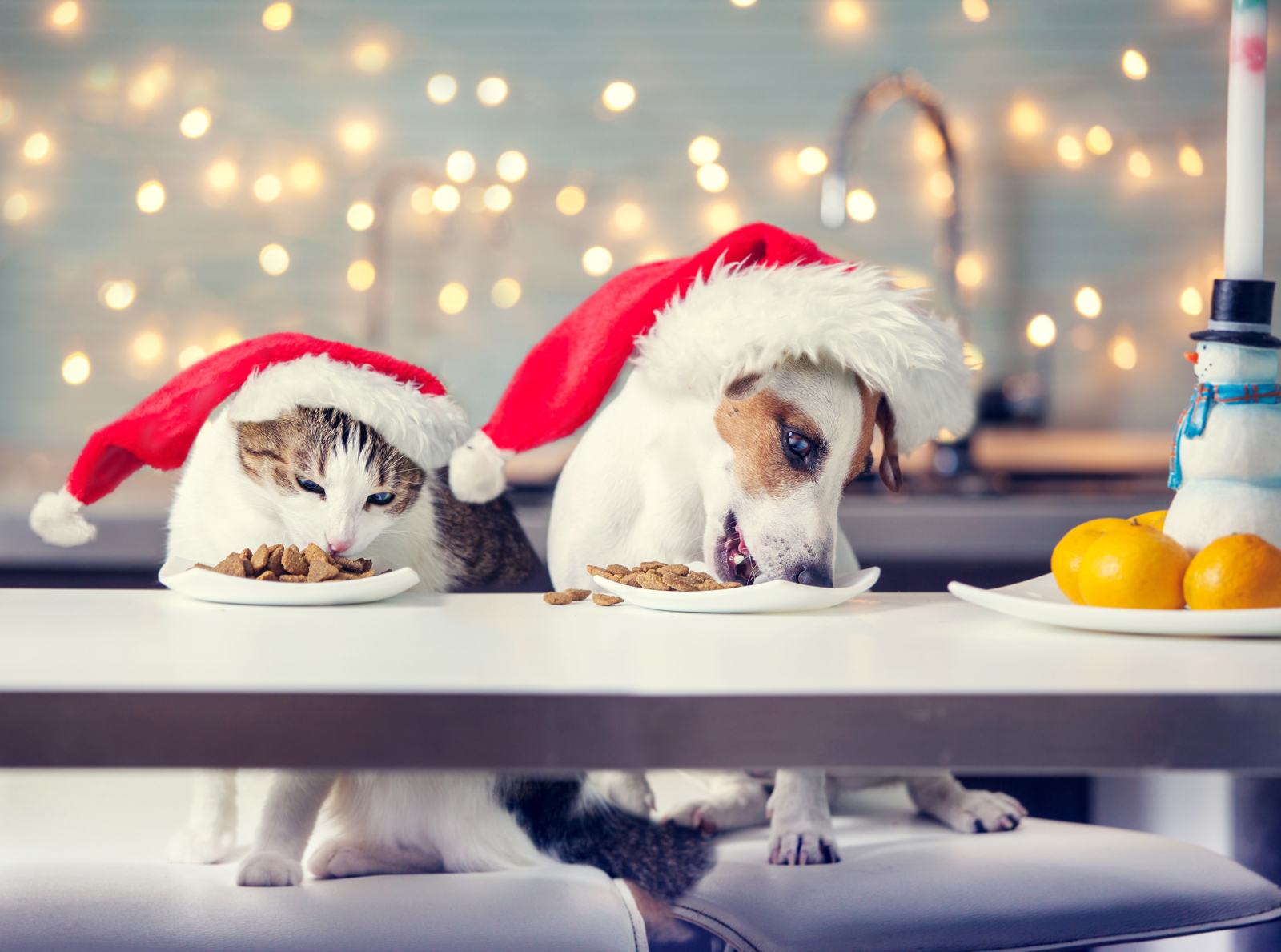 A dog and cat eating left over food from plates wearing santa hats