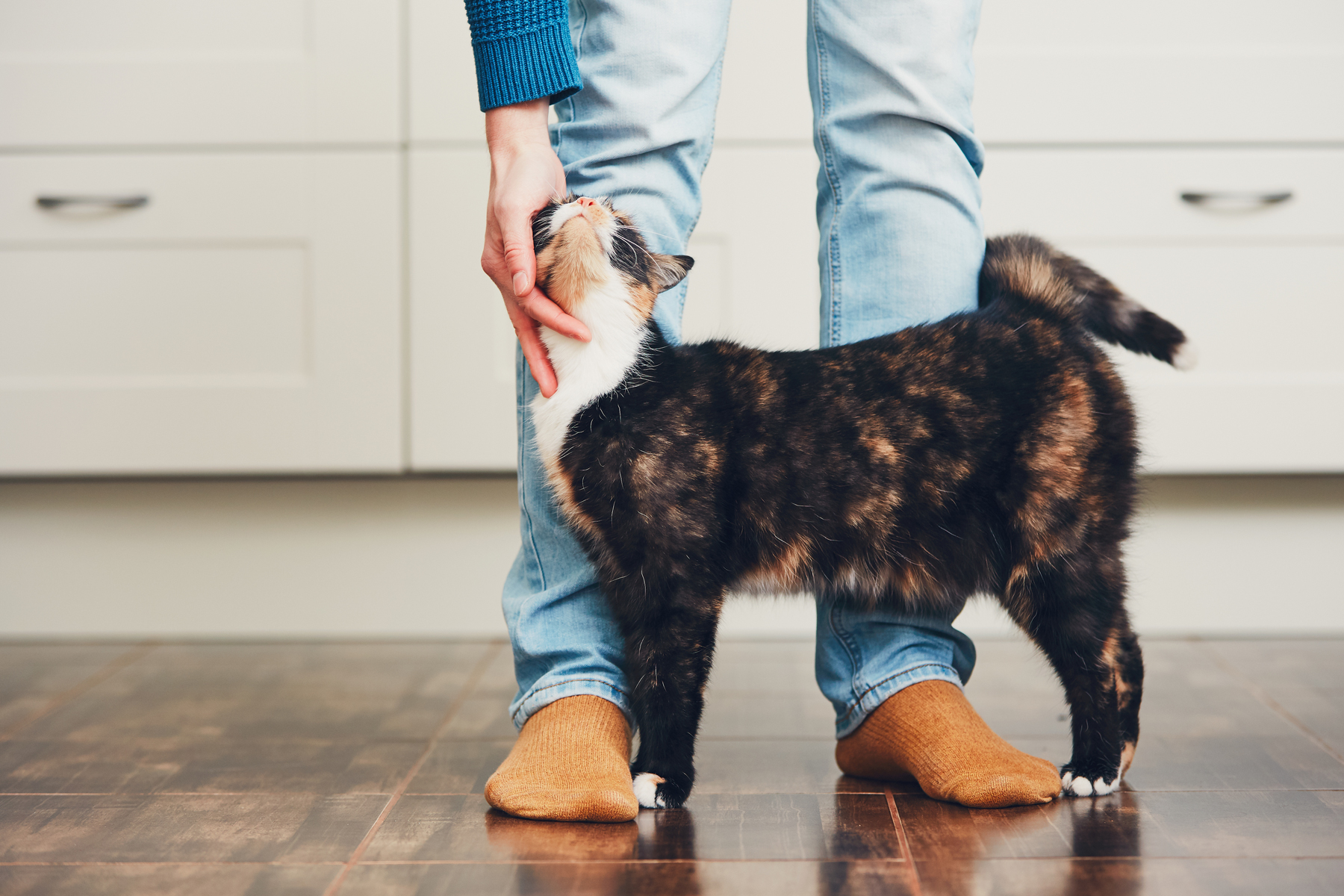 Owner petting cat at their feet in kitchen