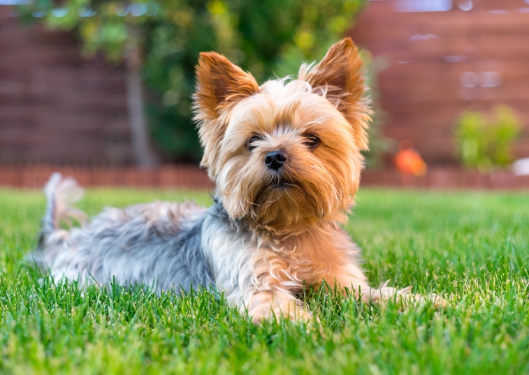 Yorkshire Terrier Laying On The Grass