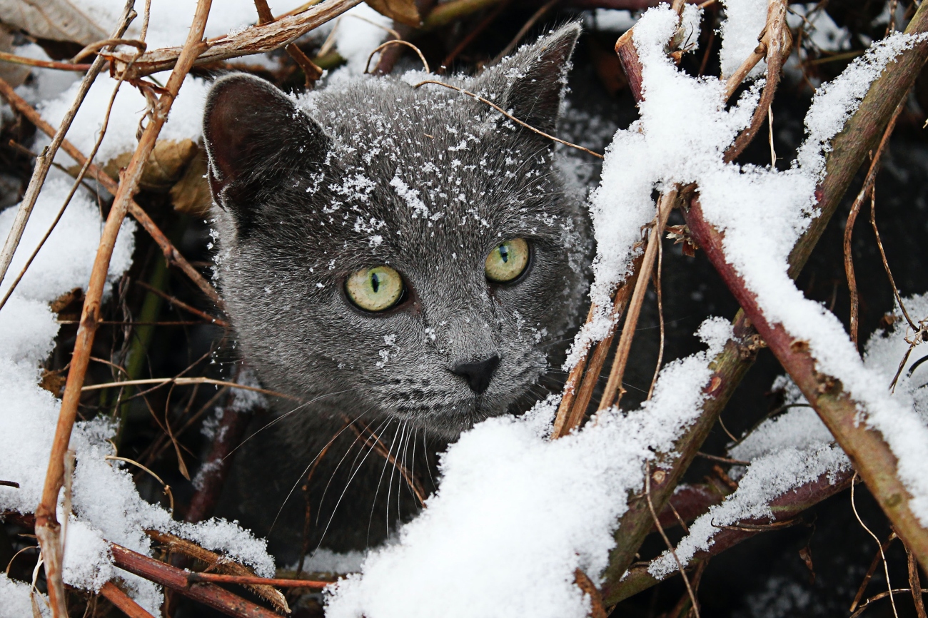 Grey cat in snow