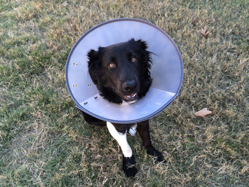 A dog sitting on a grass patch with a bandage around its front leg and a cone around its head
