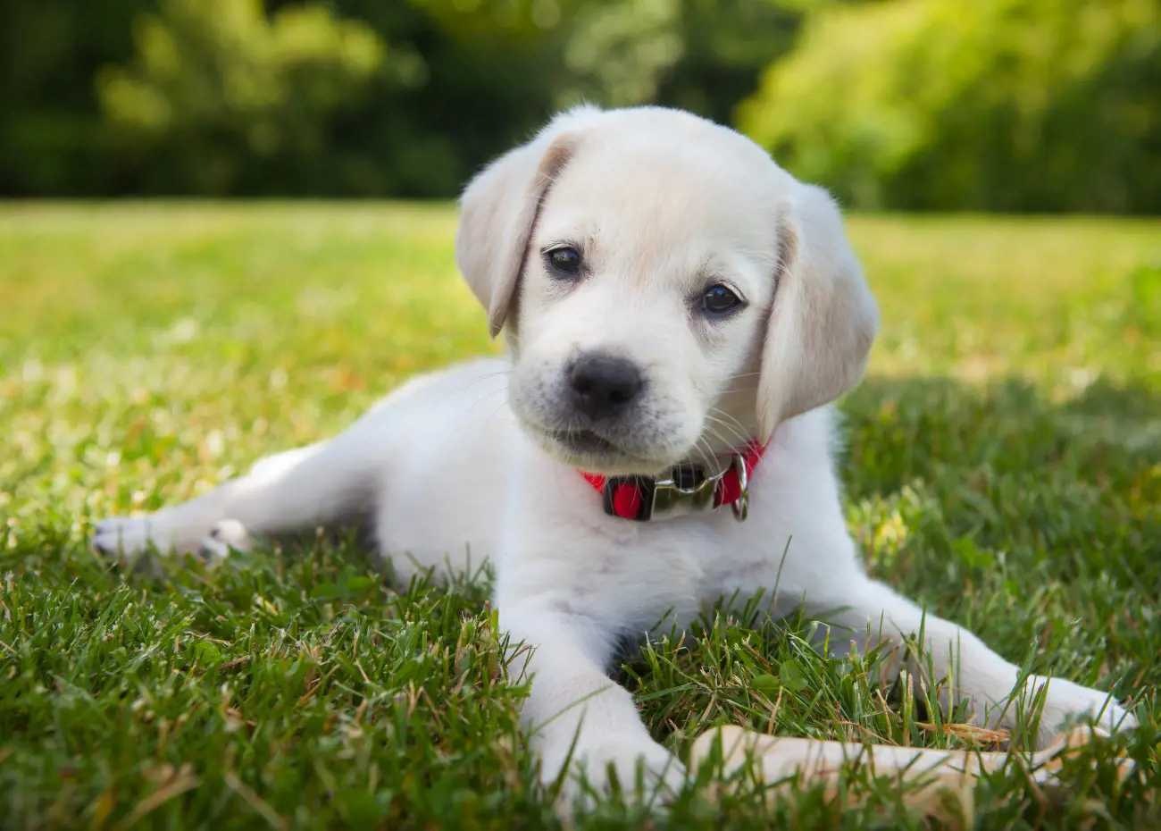 white dog laying on the grass