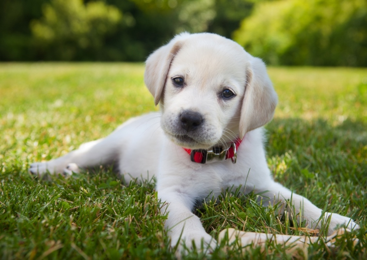 White puppy lying in a garden