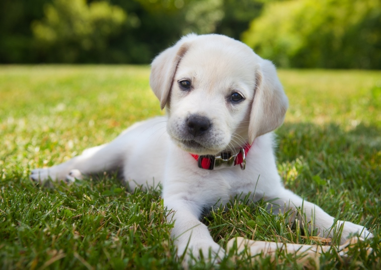 white dog laying on the grass