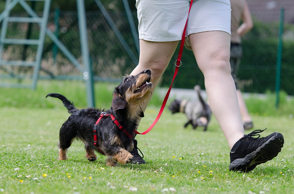 A young dog walking next to its owner in a training facility