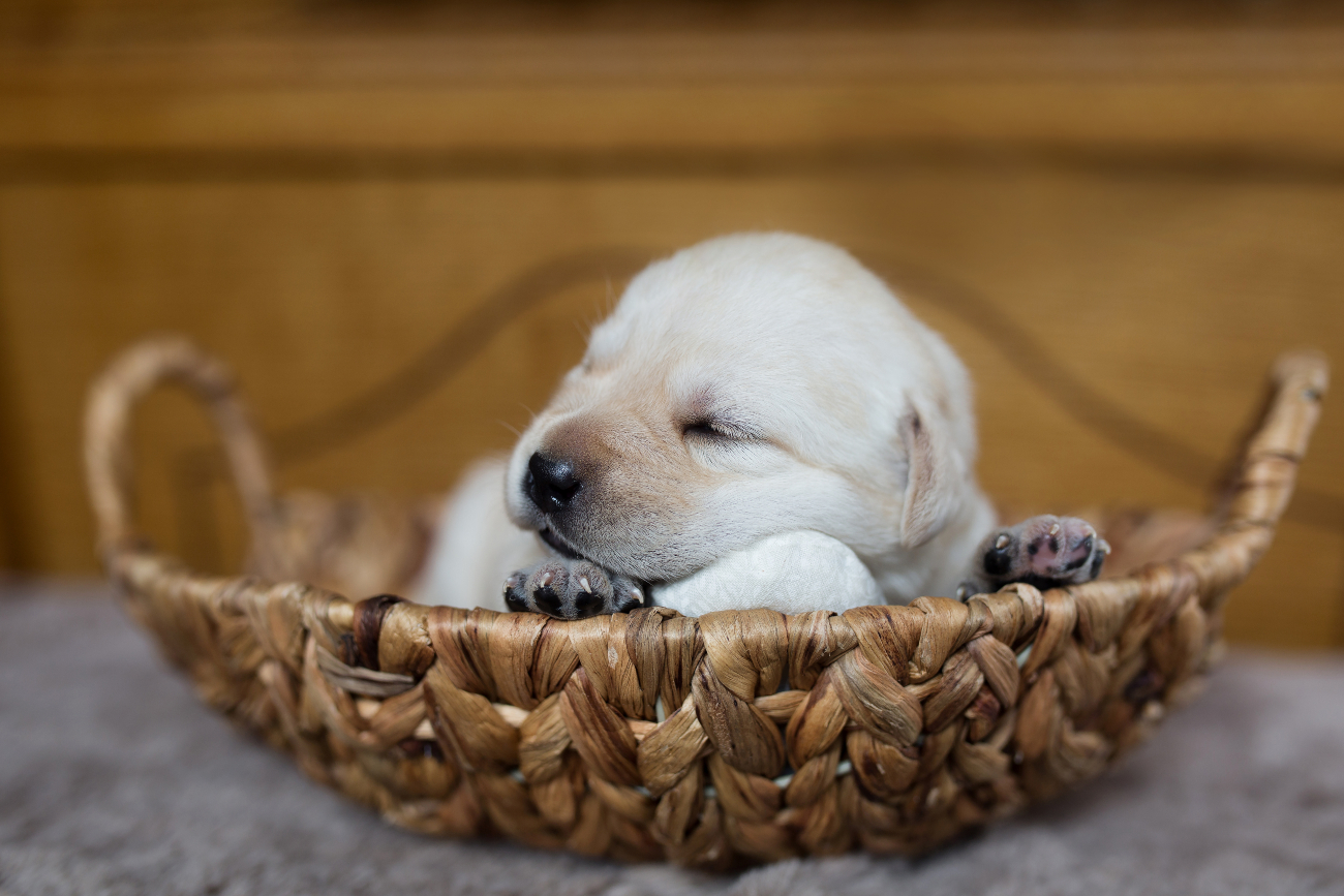 labrador puppy sleeping in a basket