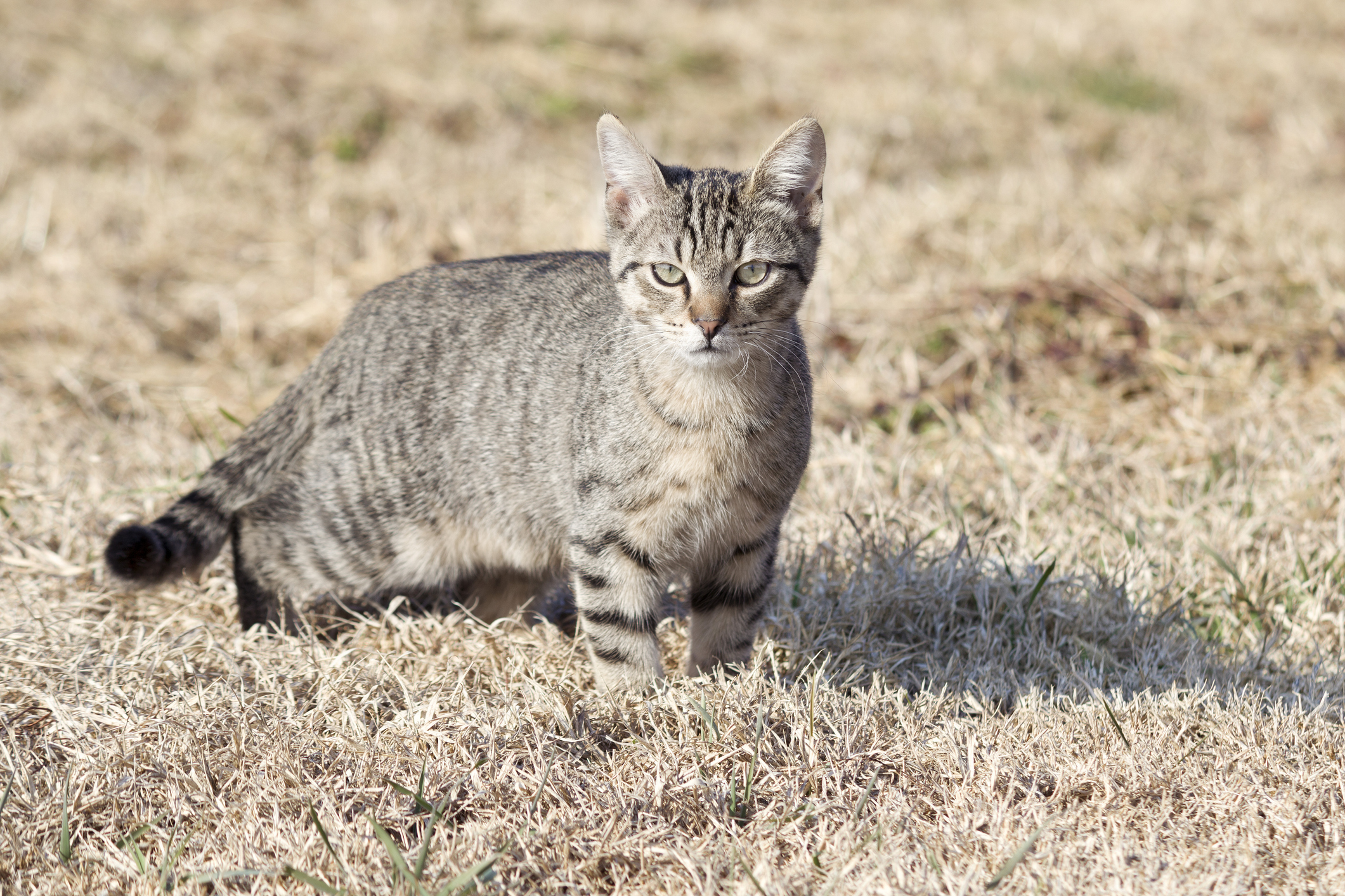 A cat standing in a dry grassed field