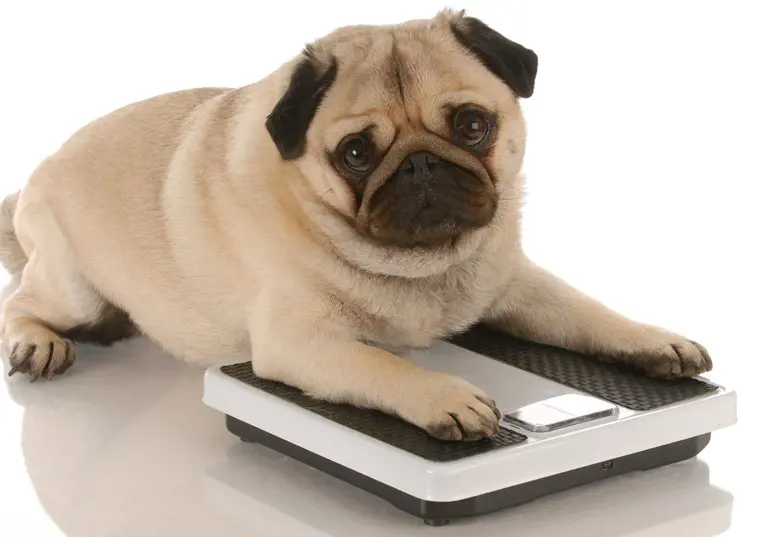 Help your pet fight the flab