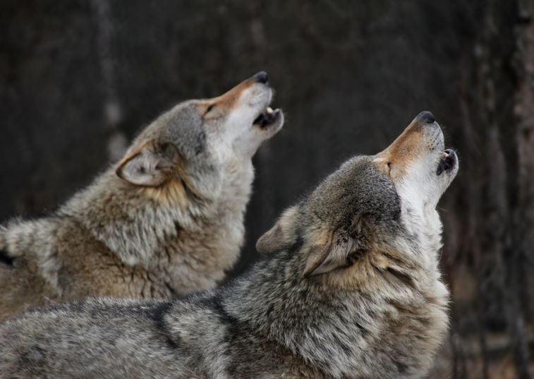 Dogs 'genetically closer' to wolves more likely to howl