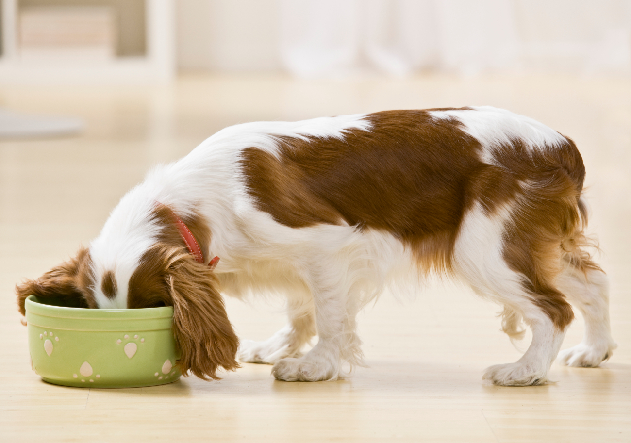 puppy eating out of a green bowl