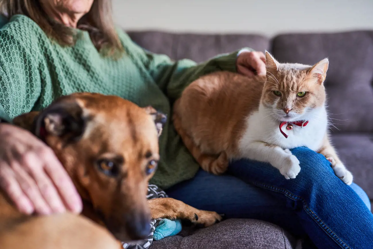 A Cat Staring At A Brown Dog