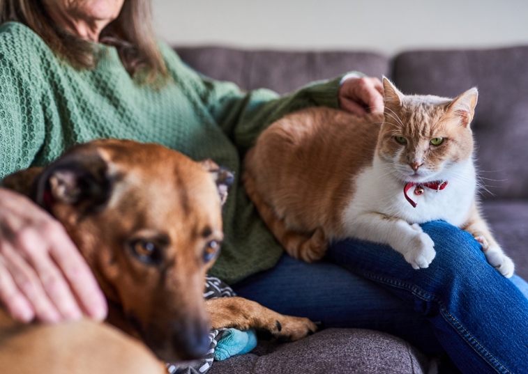 A Cat Staring At A Brown Dog