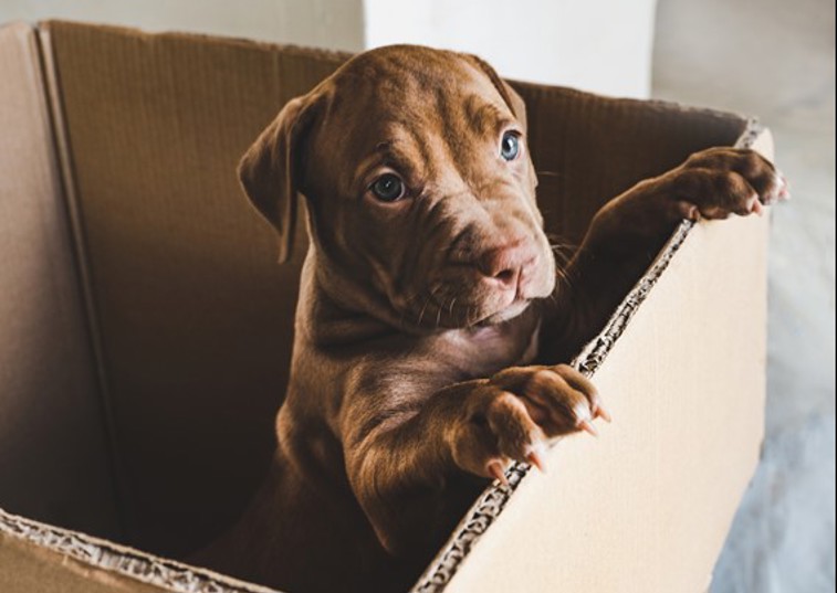 A puppy standing up in a cardboard box
