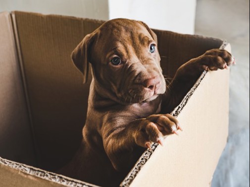 A puppy standing up on the side of a cardboard box