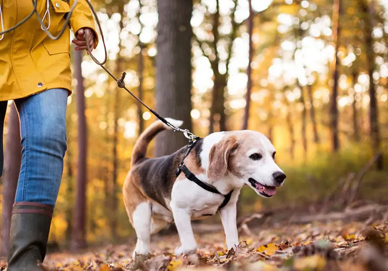Walking beagle