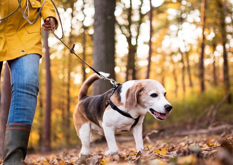 Walking beagle
