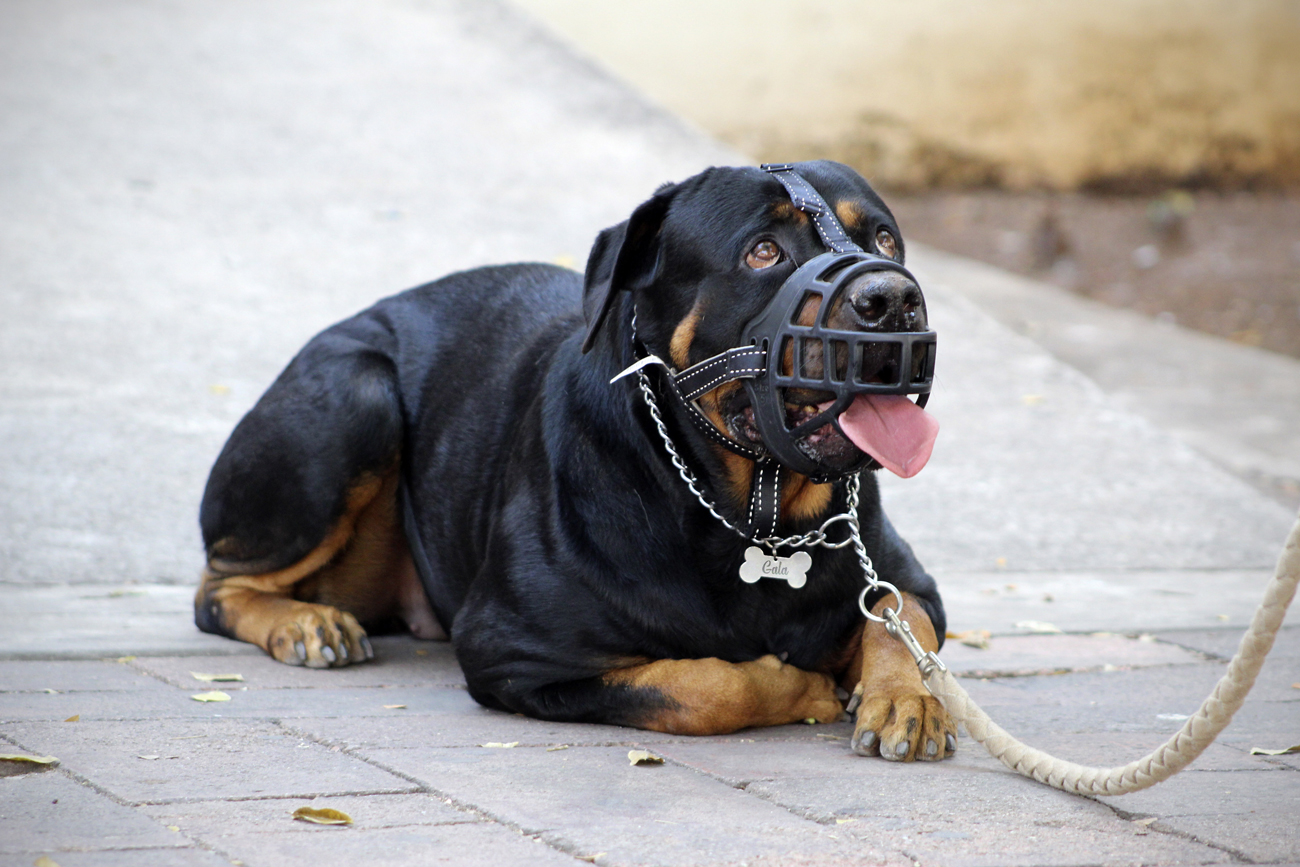 A large dog laying down with a muzzle on