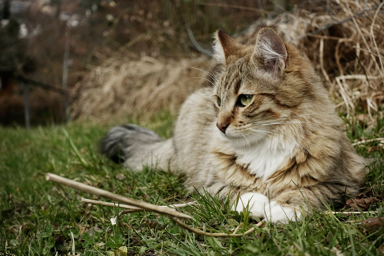 A feral long-haired cat laying down in a grass field near foliage