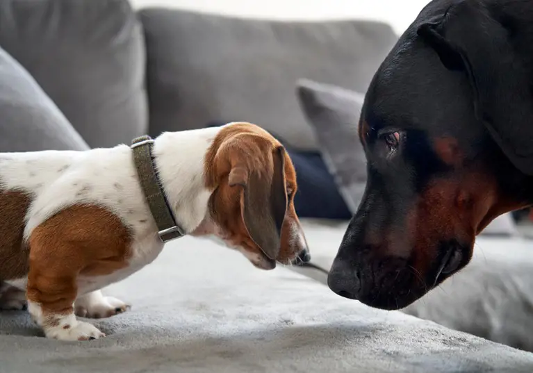 Big dog vs small dog: which is the best for you?
