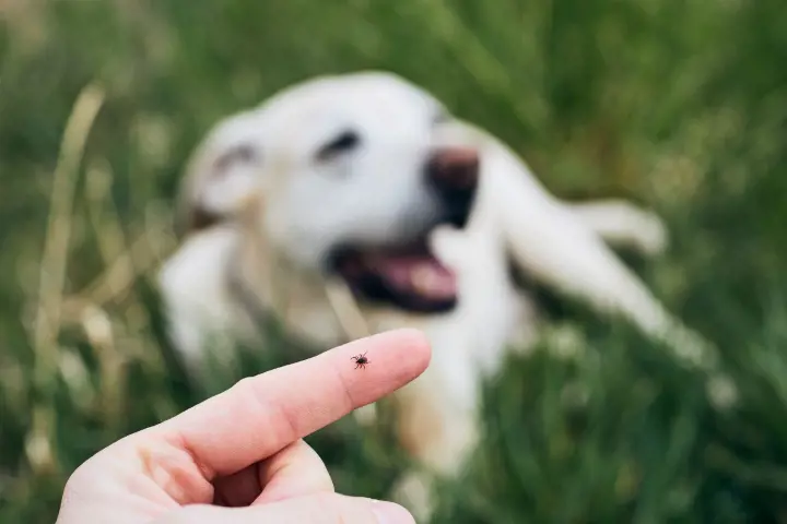 tick on finger next to a dog