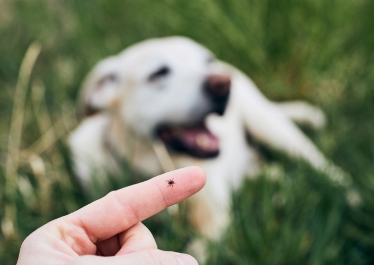 tick on finger next to a dog