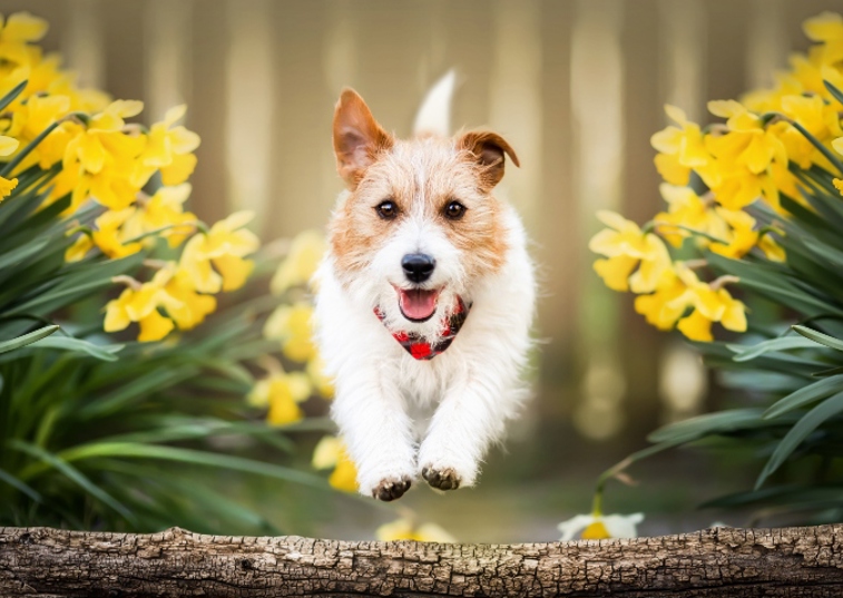 Jack Russell dog running in a garden of daffodils 