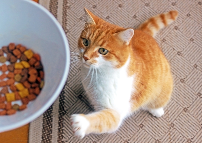 Cat waiting for food