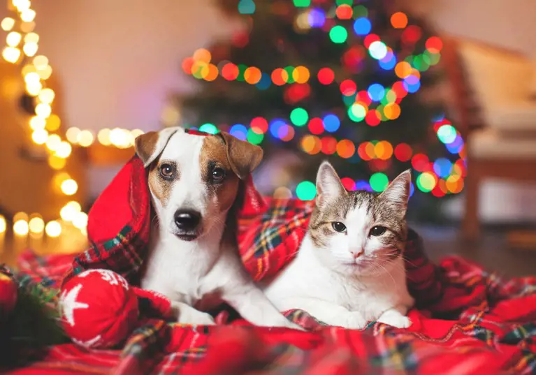 Will you buy your pet a Christmas present?