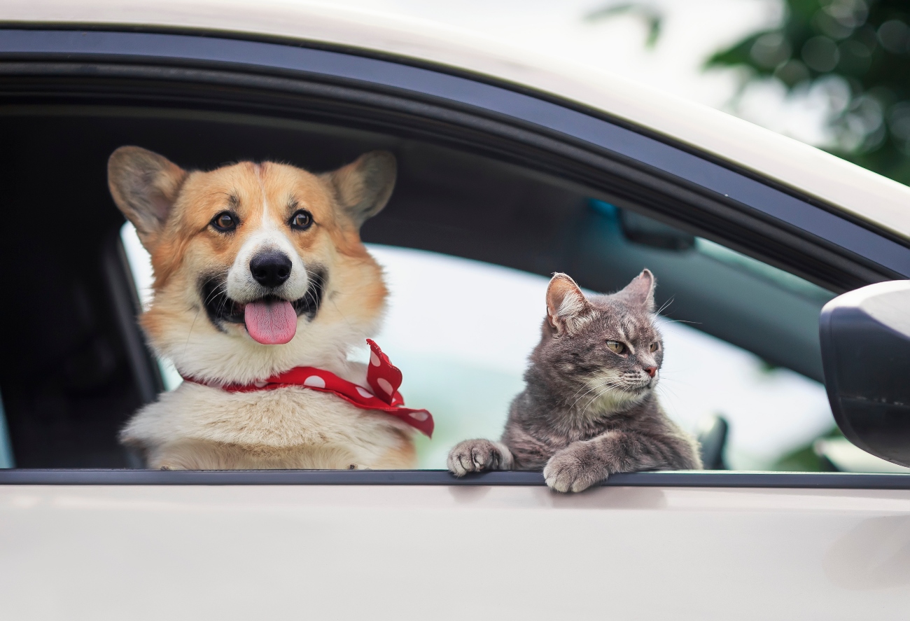 dog and a cat in a car leaning out the window