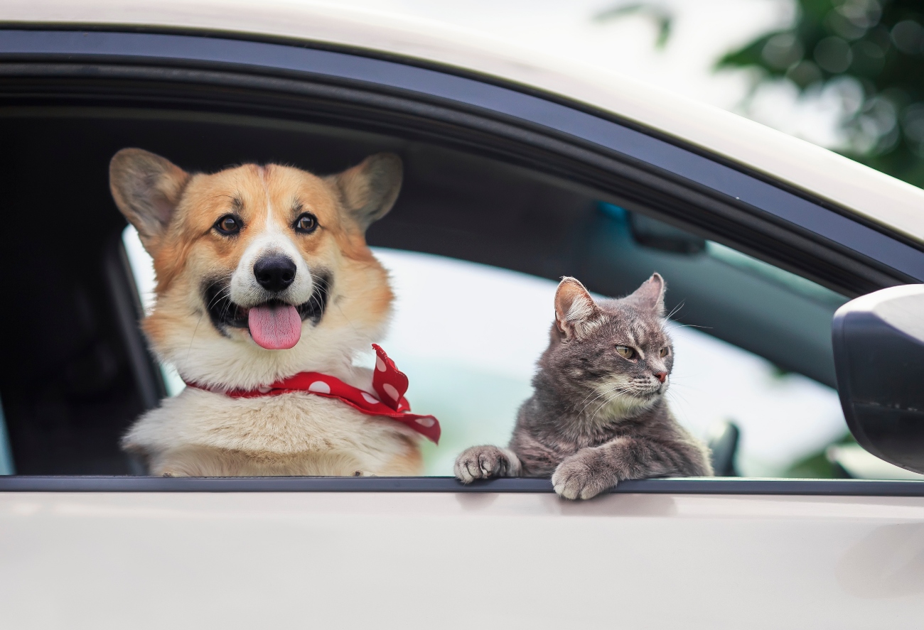 21 tips for travelling with pets