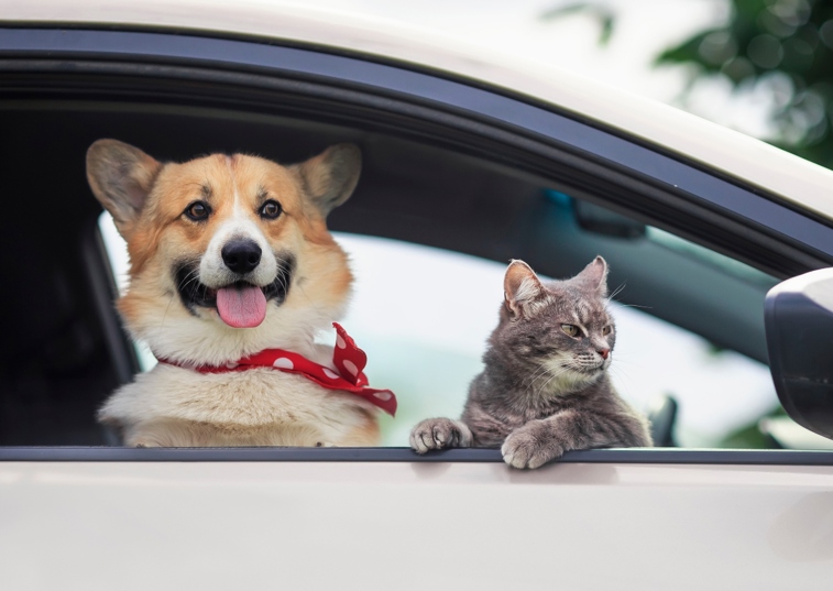 dog and a cat in a car leaning out the window
