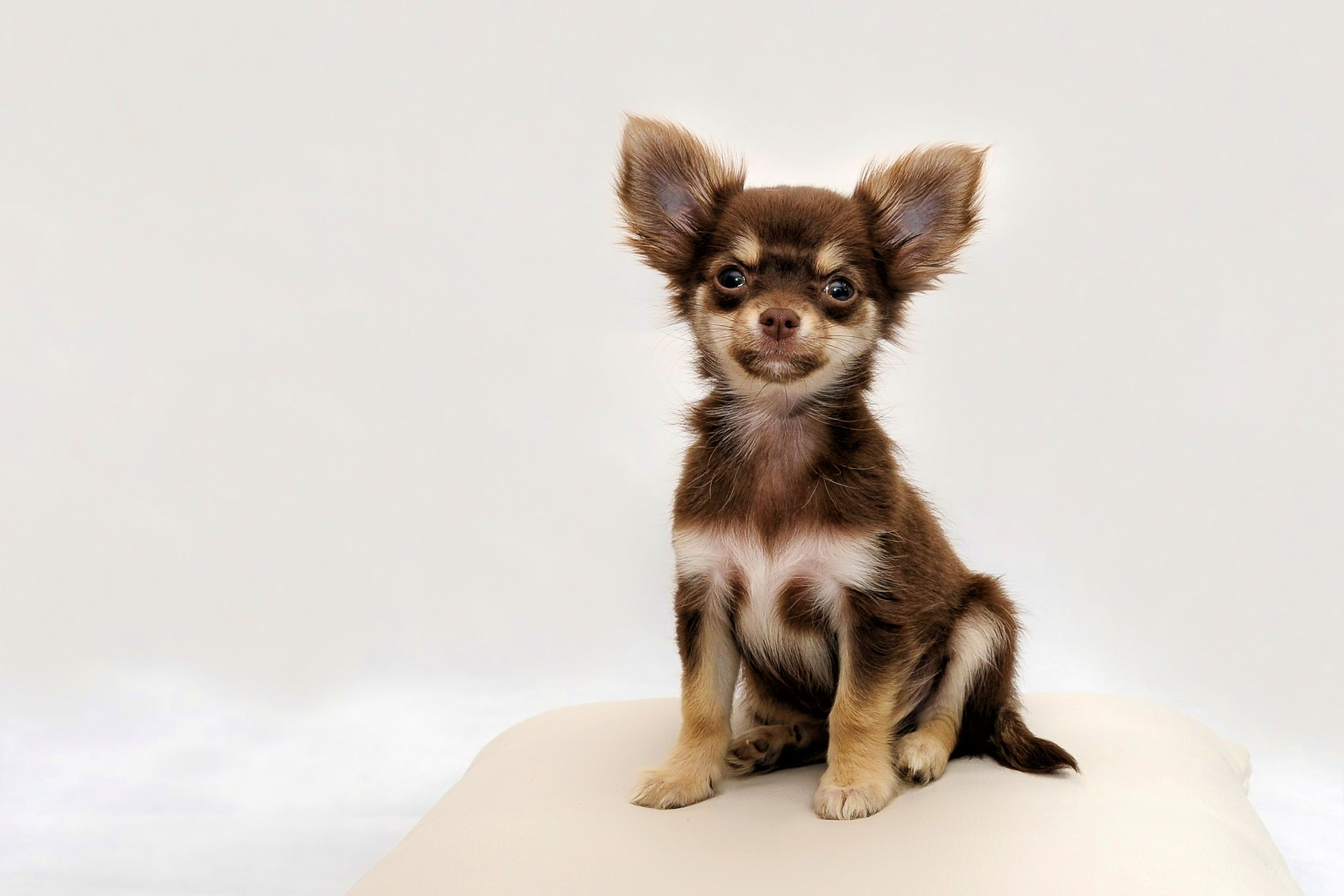 A Chihuahua sitting on a cushion against a white background