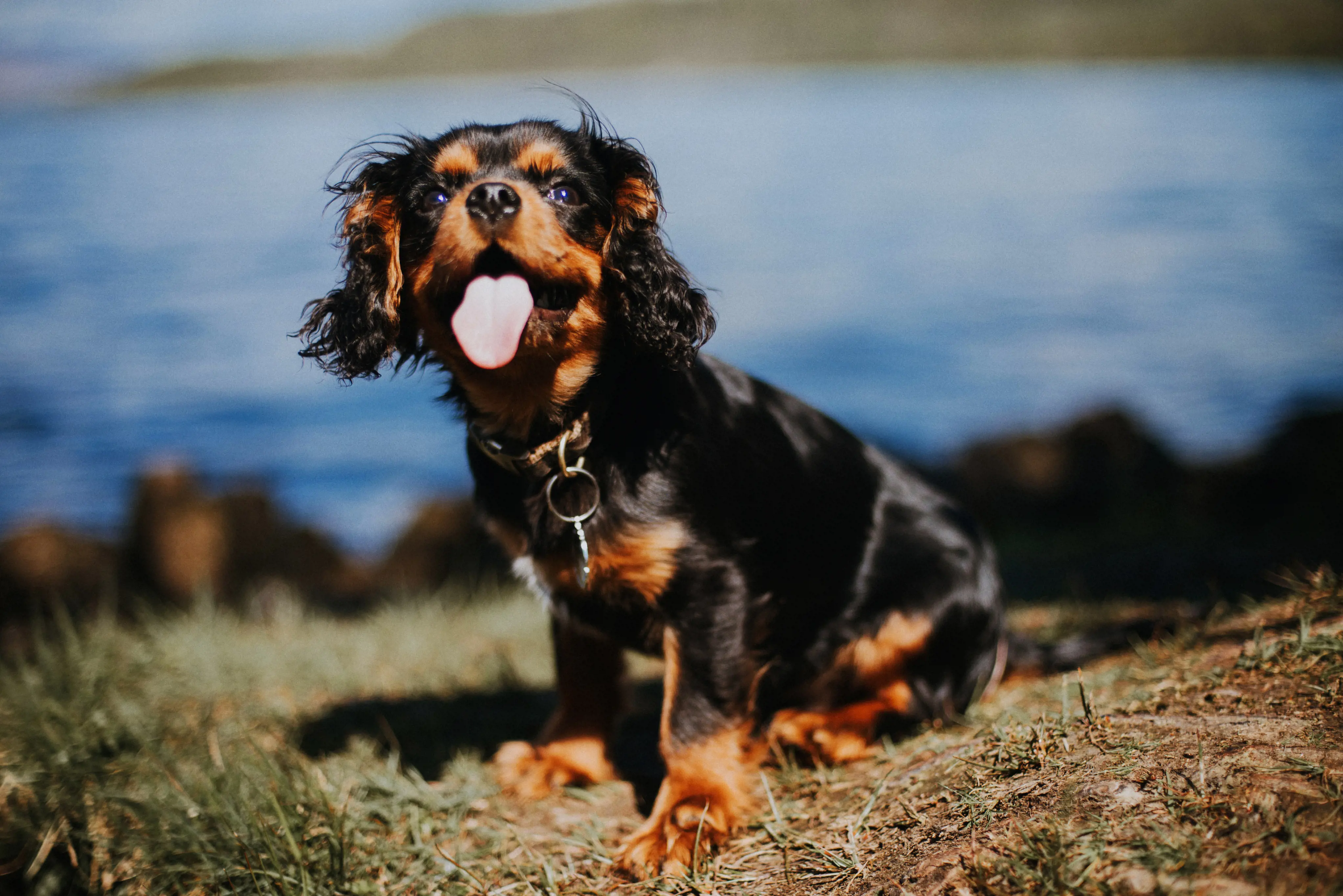One of the recognised coat colours, Blenheim, is named after Blenheim Palace, where a strain of these spaniels was kept. The distinctive chestnut spot on the forehead is known as the "Blenheim spot" or the "Duchess's Thumbprint," linked to a legend involving Sarah Churchill, Duchess of Marlborough.