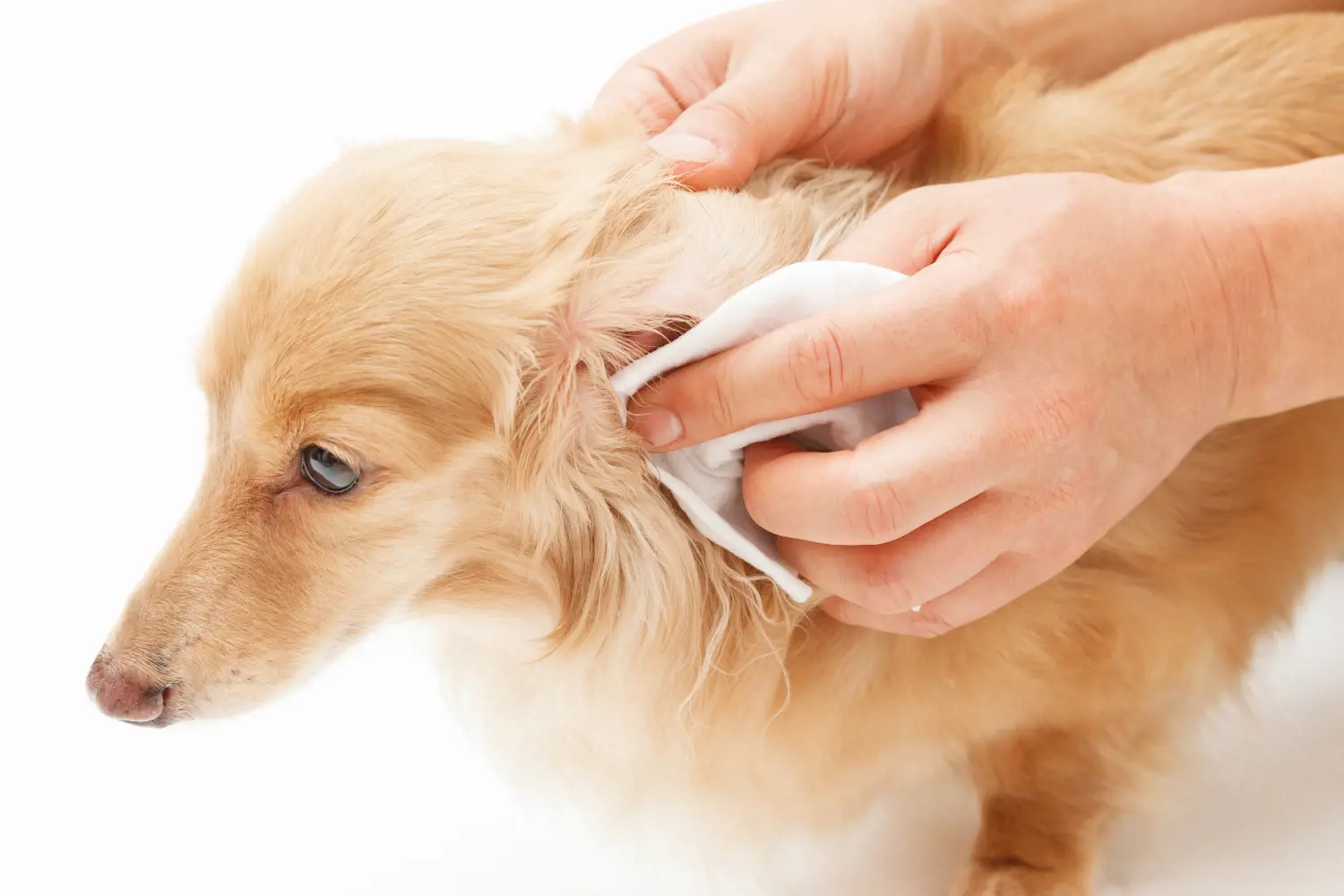A guide on how to bandage a dog's ear tip