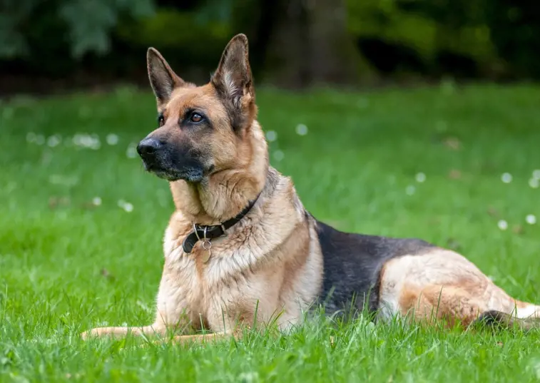 german shepherd laying on the grass