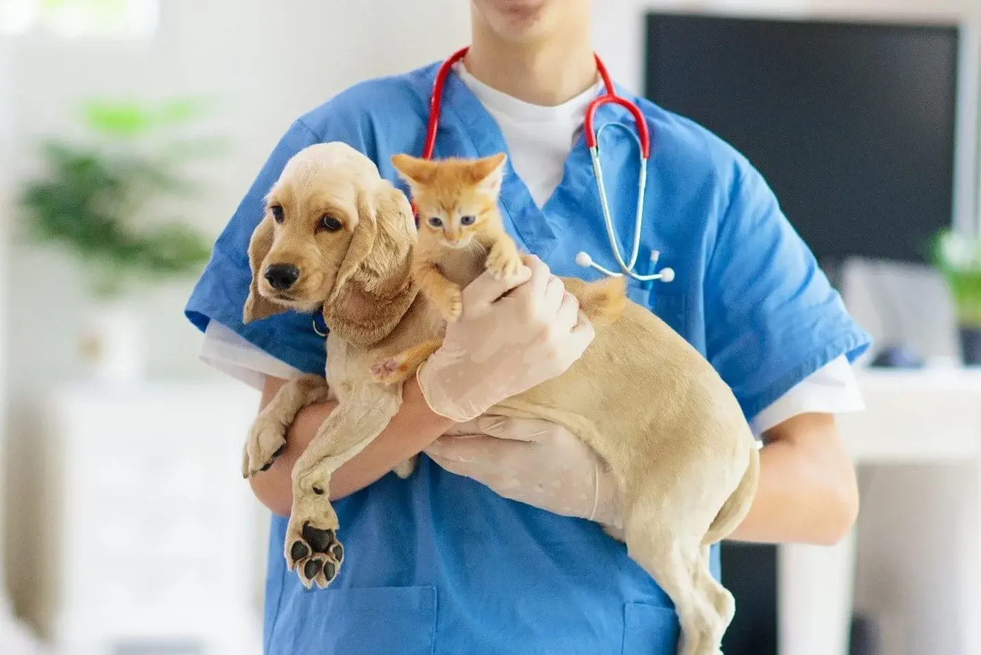 Vet holding a dog and a cat