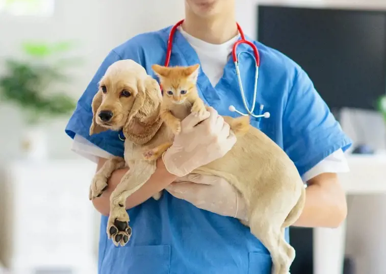 Vet holding a dog and a cat 