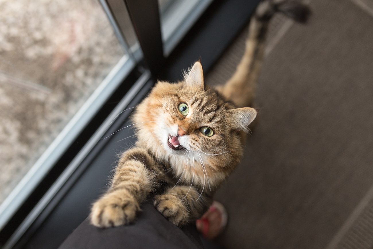 Happy cat reaching up onto owners leg