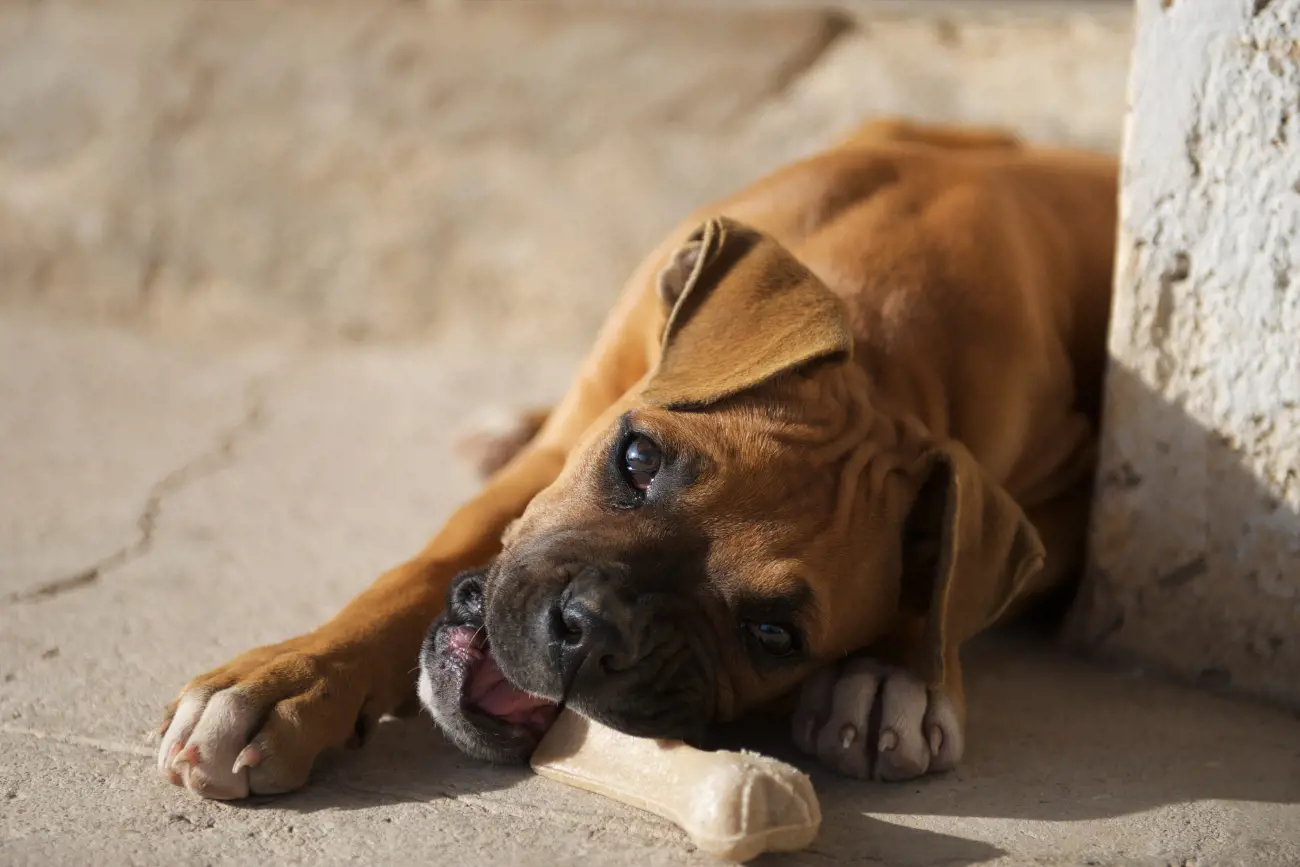 Boxer Dog Health Issues