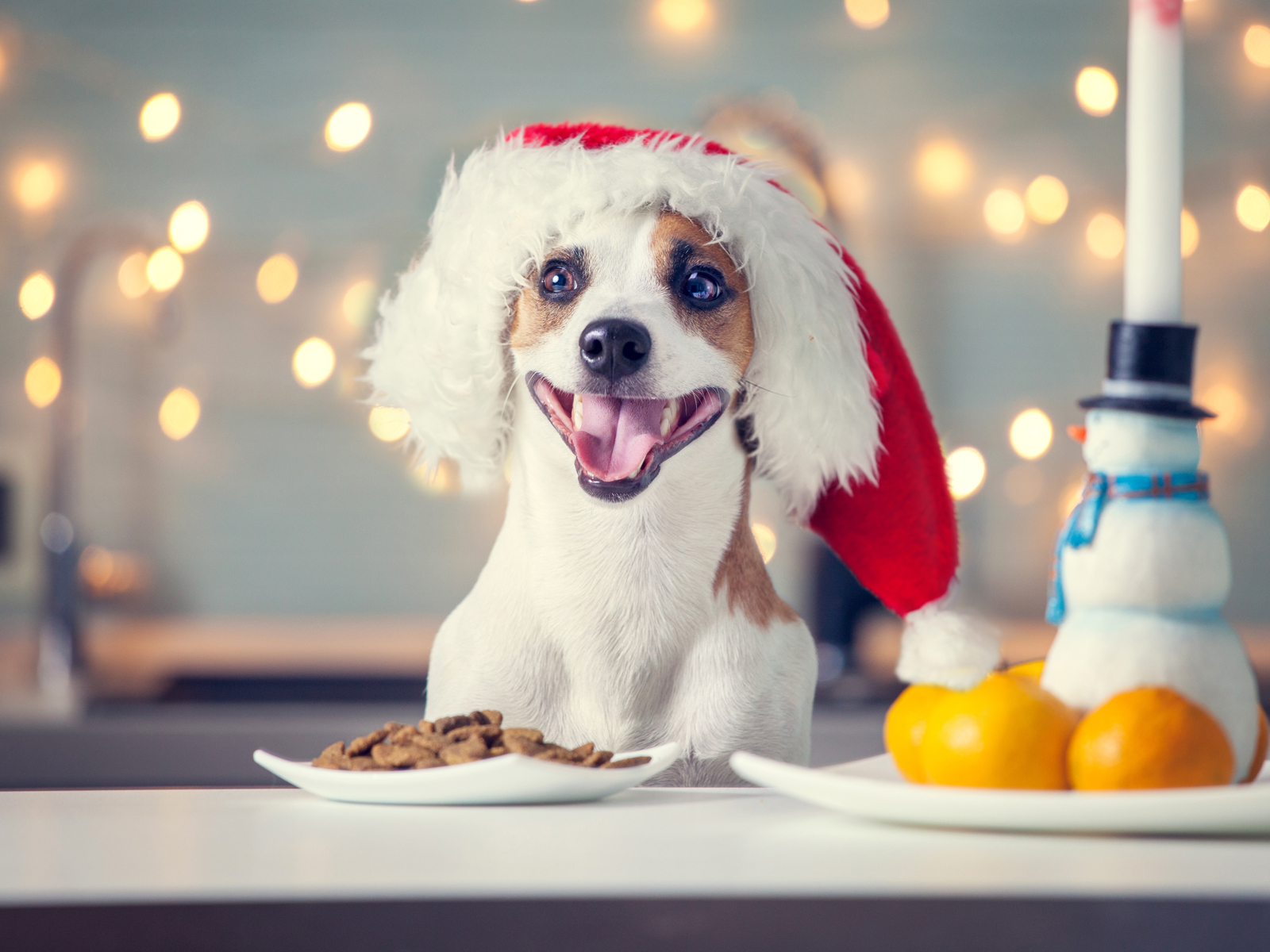 A dog wearing a Santa hat with a bowl of biscuits in-front
