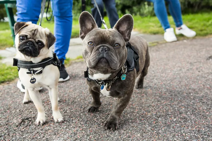 French bulldog and pug