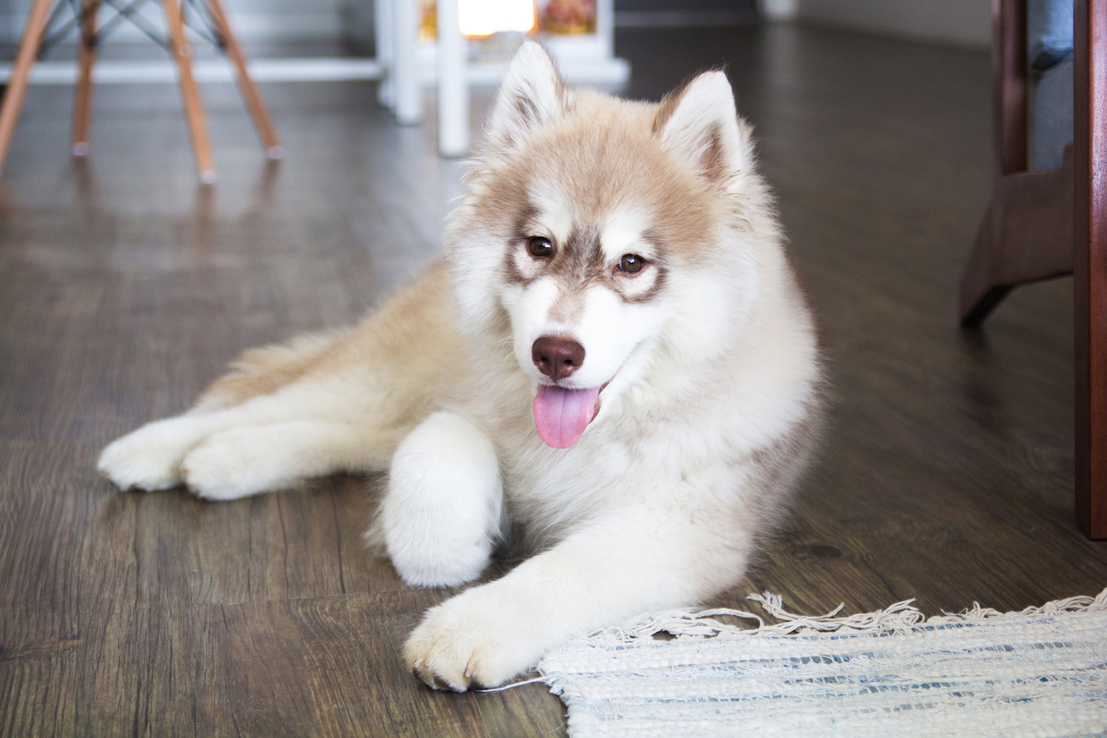 A husky with arthritis sitting on  the floor in a house panting