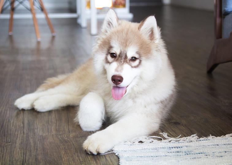 Husky dog lying on a rug