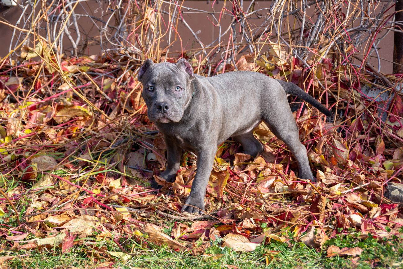 grey xl bully standing in leaves