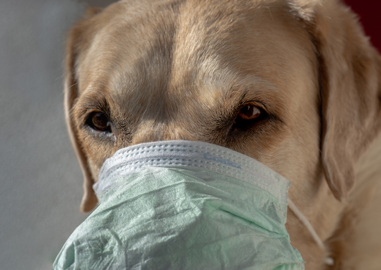 A Labrador with a medical mask covering its face