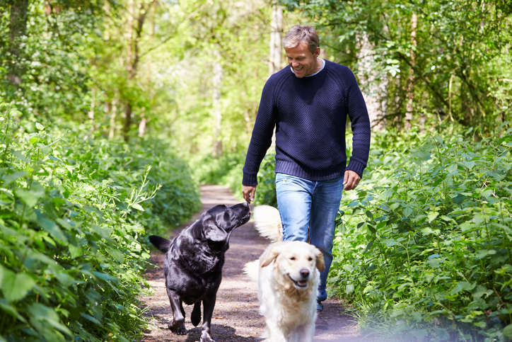 A man walking 2 dogs through a woodland path