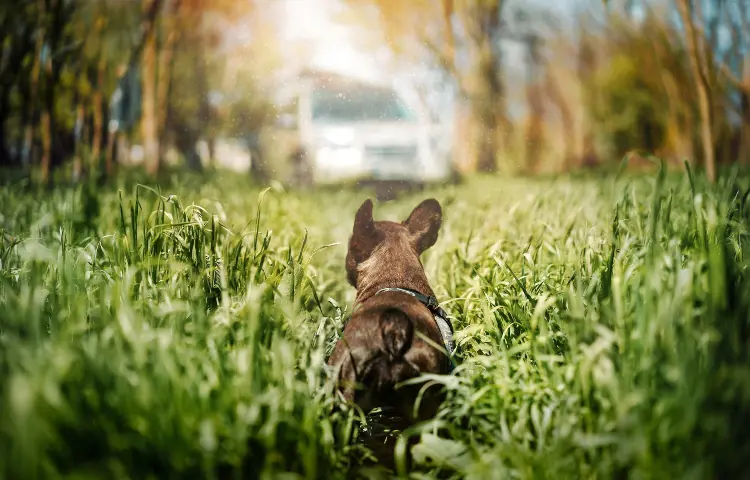 frenchie in grass