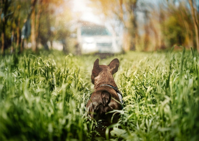 Frenchi in a field of grass with back to camera